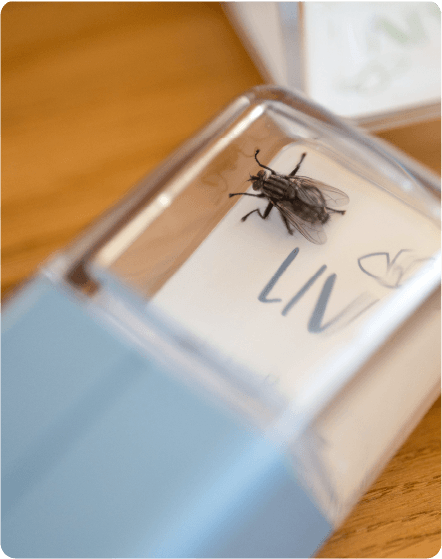 LIV_Insektenfänger_Kinder_Marienkaefer